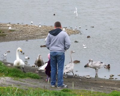 Feeding the swans