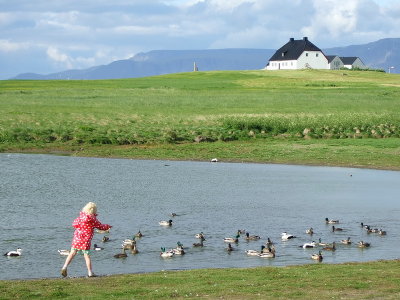 Feeding the birds