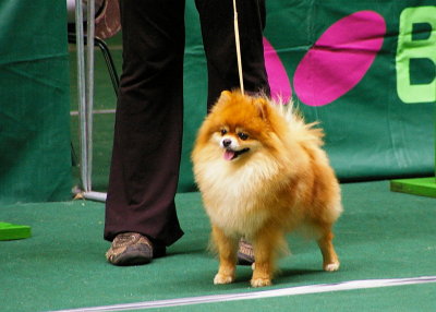 At the dog show