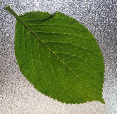 Leaf behind obscure glass