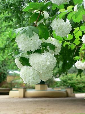 White flowery shrubby thing.