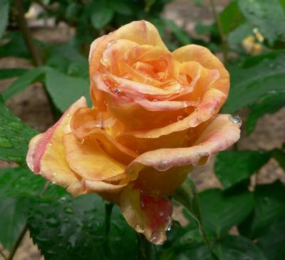 Yellowy pinky rose
