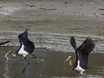 Lesser Adjutant