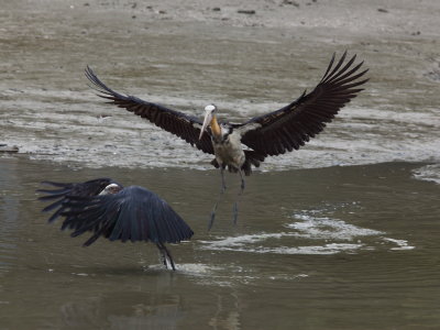 Lesser Adjutant