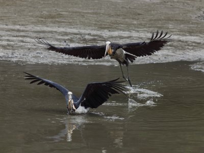 Lesser Adjutant