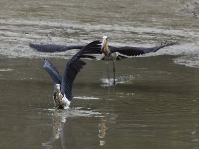 Lesser Adjutant