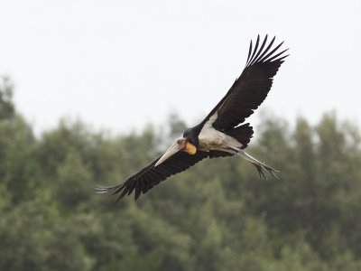 Lesser Adjutant