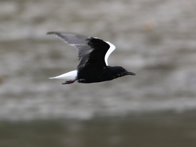 Common Tern