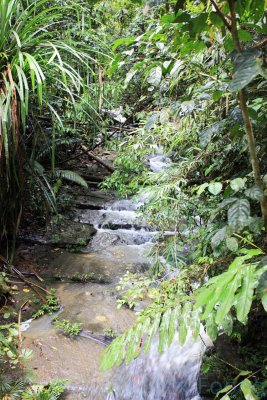 Maliau River Tributary