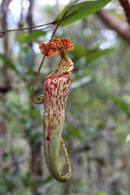 Nephentes stenophylla