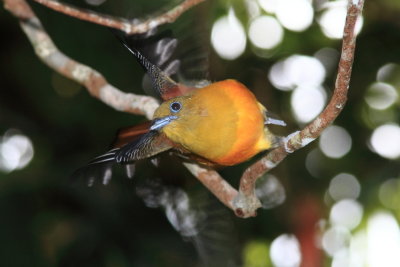 Orange breasted Babbler