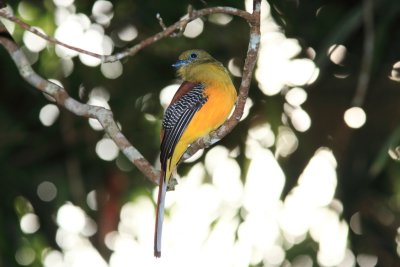 Orange breasted Babbler