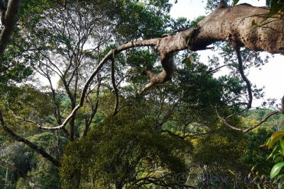 Inside the tree canopy