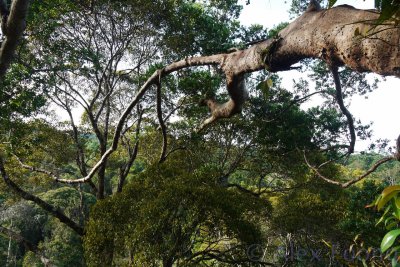 Inside the tree canopy