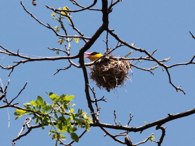 Black naped oriole