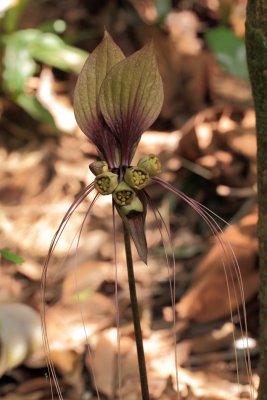 Bat Lily