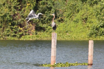 Purple Heron