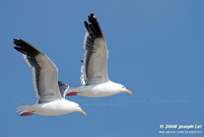 2 seagulls