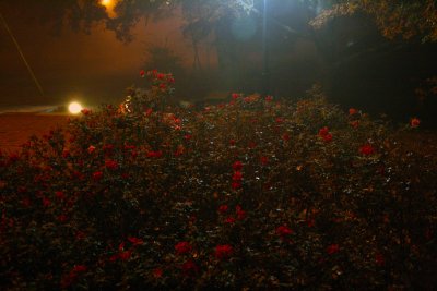 Foggy Night Roses