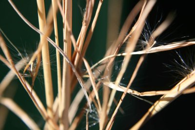 Fuzzy Grass