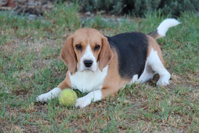 tara and her ball