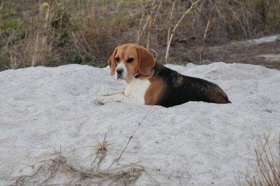 king of the castle