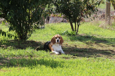 Relaxing by the fruit trees