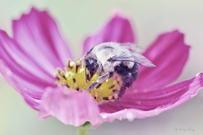 Bumblebee and Cosmo Flower