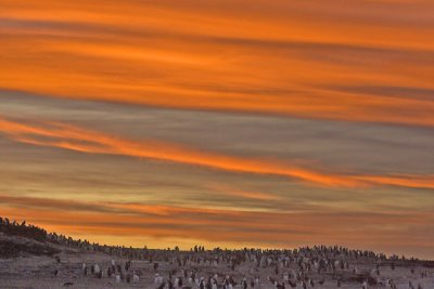 Penguins at Neck at Sunset.jpg