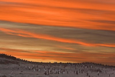 Penguins at Neck at Sunset 2.jpg