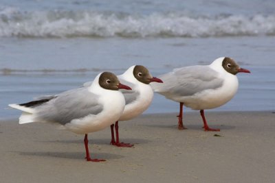 Brown-hooded Gulls.jpg