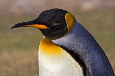 King Penguin Portrait.jpg