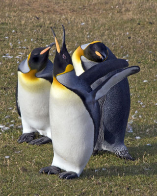 King Penguins in grass.jpg