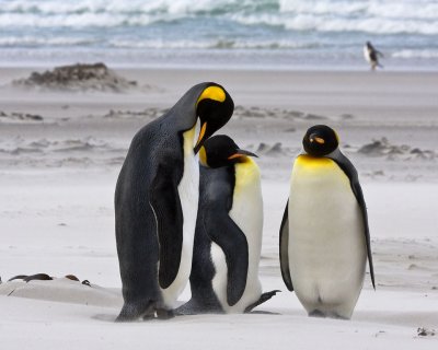 King Penguins in sandstorm 2.jpg
