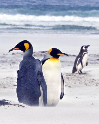 King Penguins and Magellanic in sandstorm.jpg