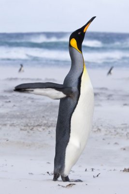 King Penguin lifting up in sandstorm.jpg