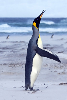 King Penguin calling in sandstone.jpg