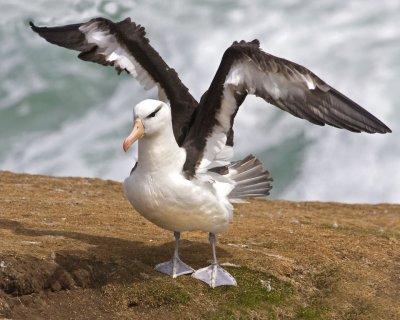 Black-browed Albatross spreading wings.jpg