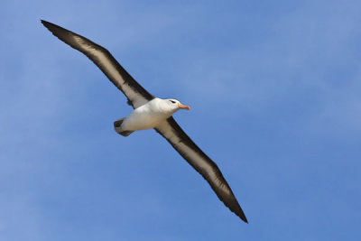 Black-browed Albatross in Flight 2.jpg