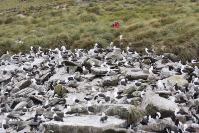 Black-browed Albatross and Rockhopper Penguin rookery on West Point.jpg