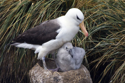 Black browed Albatross and Chick.jpg