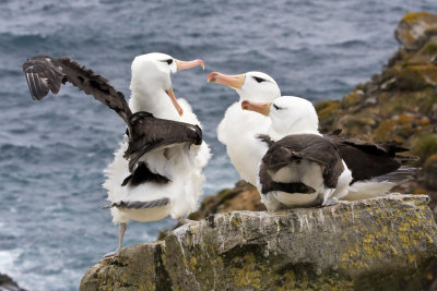 Black-browed Albatross rivalry on cliff.jpg
