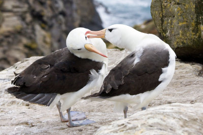 Albatross Love 1.jpg