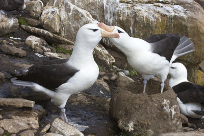 Black-browed Albatross Love 2.jpg
