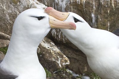 Black-browed Albatross Love closer.jpg