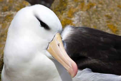 Black-browed Albatross portrait.jpg