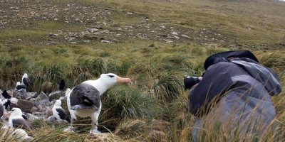 Dave photographing Albatross.jpg