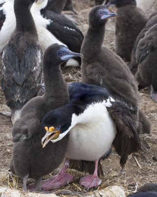 Imperial Shag with 2 juveniles.jpg