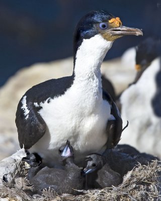 Imperial Shag with young.jpg