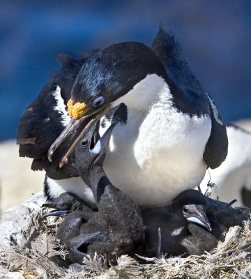 Imperial Shag and young on nest.jpg